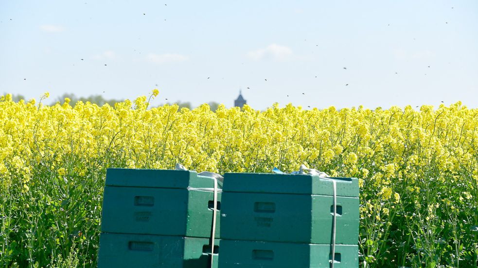 An vielen Rapsfeldern stehen Bienenvölker. Von einem Hektar blühendem Raps können Bienen circa 40 Kilogramm Honig produzieren. Foto: Wagenaar