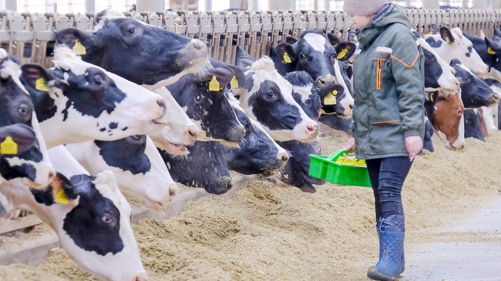 In den russischen Ekoniva Ställen geben die Kühe von Stefan Dürr insgesamt 1,2 Millionen Tonnen Milch pro Jahr. Foto: imago-images/Kristina Brazhnikova