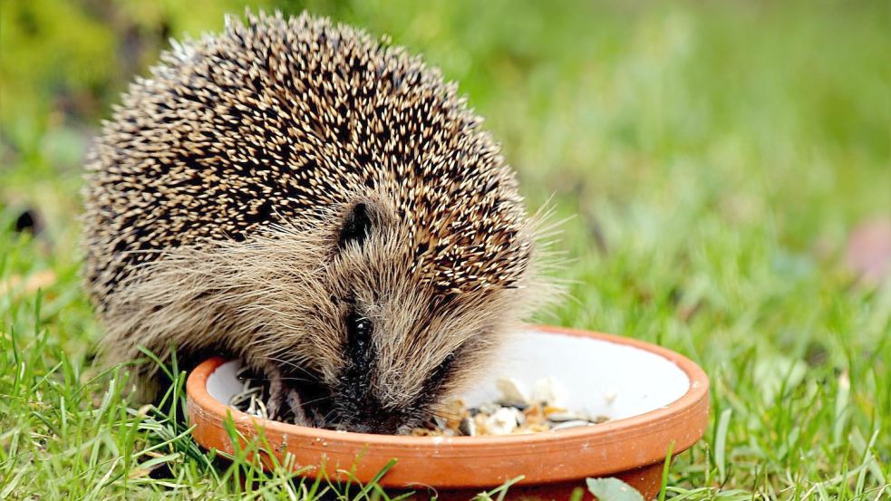 Hungrige Igel machen sich in vielen Gärten auch über Vogelfutter her, wenn sie es wie hier auf dem Bild erreichen können. Foto: Pixabay