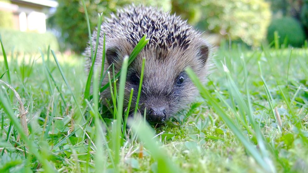 Im langen Gras finden Igel Käfer, Regenwürmer und andere kulinarische Köstlichkeiten. Foto: Pixabay