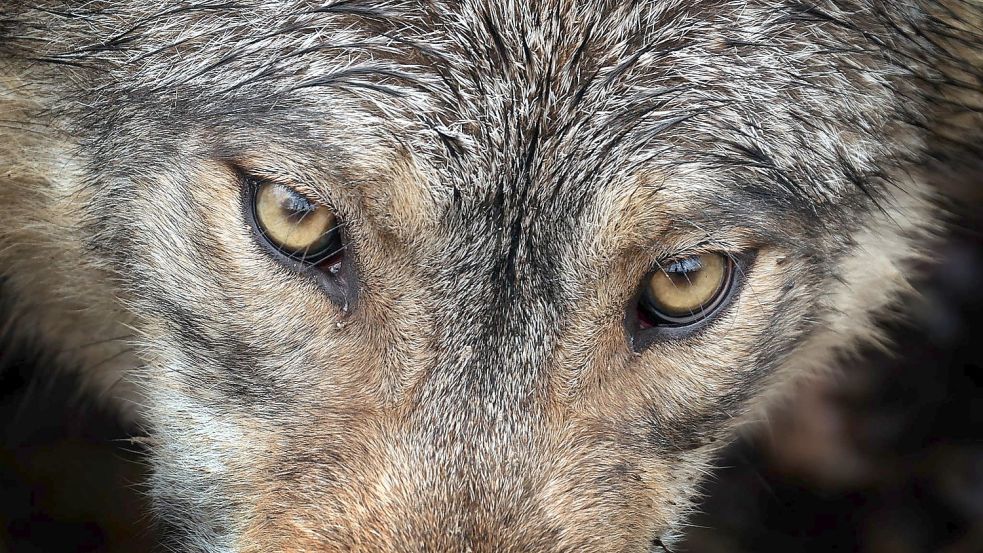 Bei Jägern und Landwirten steht der Wolf sprichwörtlich auf der Abschussliste. Foto: Hildenbrand/dpa