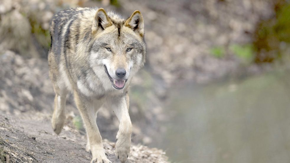Ein Wolf soll in Moormerland zugeschlagen haben. Foto: Archiv/dpa