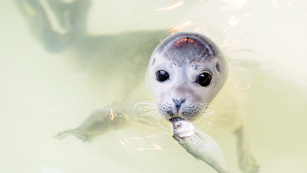 Die Seehundstation in Norddeich ist bei Tripadvisor besonders beliebt. Fotos: Archiv