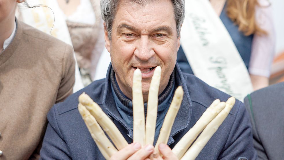 Markus Söder bei der Eröffnung der Spargel-Ernte in Bayern. Der CSU-Chef spricht im Wahlkampf aber lieber über Schweinebraten, den er sich nicht nehmen lassen will. Foto: Daniel Karmann
