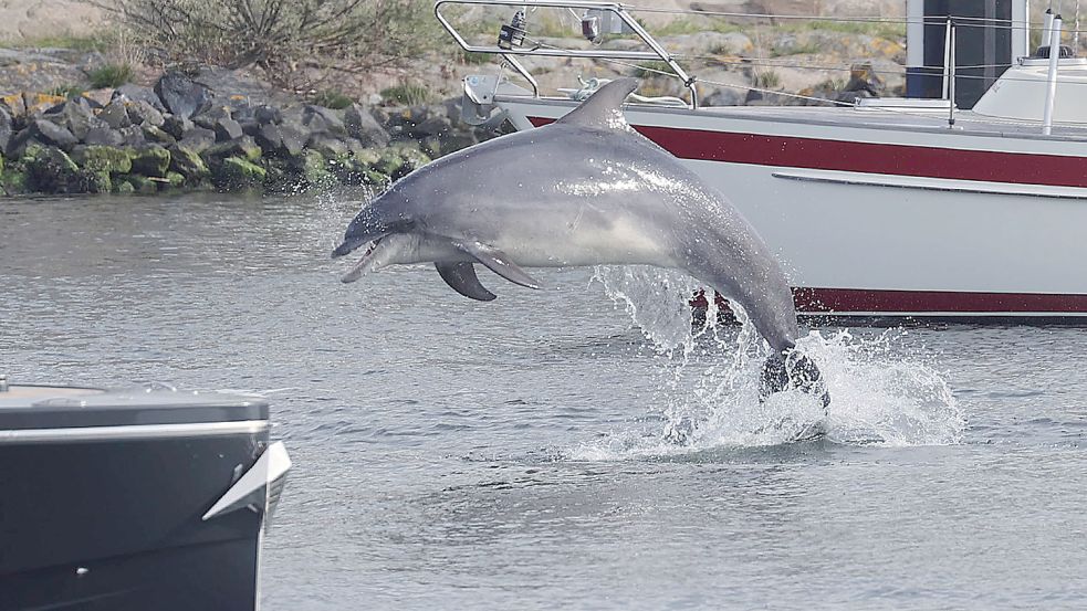 Seit über einer Woche begeistert ein Delfin Touristen und Einheimische in Travemünde. Er ist häufig in der Lübecker Bucht und in der Trave mit seinen teilweise meterhohen Sprüngen zu sehen. Foto: Imago Images/Susanne Hübner