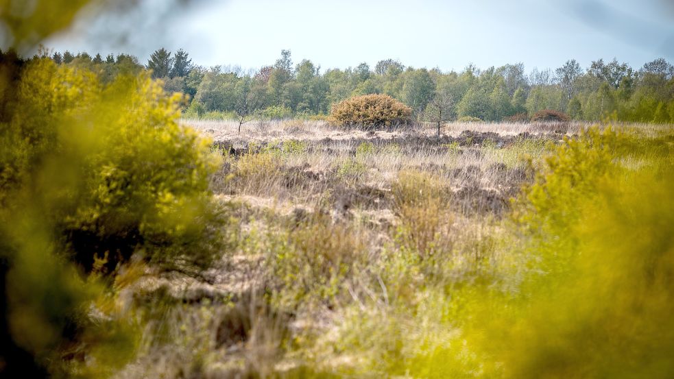 Große Teile des Landschaftsschutzgebiets sind von Gräsern und Binsen überwuchert. Der Nabu, aber auch Schulklassen entkusseln Teile der Fläche jährlich, entnehmen auch Bäume, weil diese dem Moor Wasser entziehen. Fotos: Cordsen