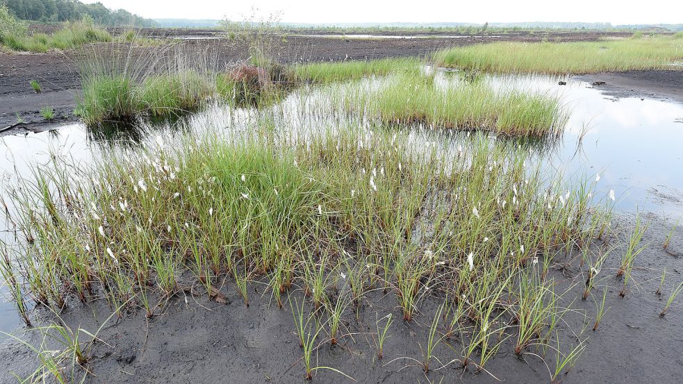 Wiedervernässte Moore leisten einen wichtigen Beitrag zum Klimaschutz. Foto: Hollemann/dpa