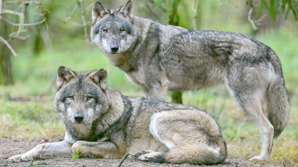 Der Wolf wird in Ostfriesland derzeit heiß diskutiert. Foto: dpa/Archiv