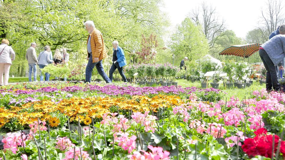 Geranien prägten in Leer am vergangenen Wochenende das Bild: Foto: Archiv/Wolters