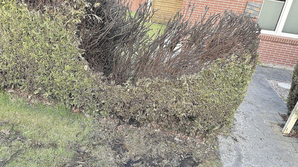 Im Schultrift in Moordorf brannte eine Hecke. Foto: Sven Janssen