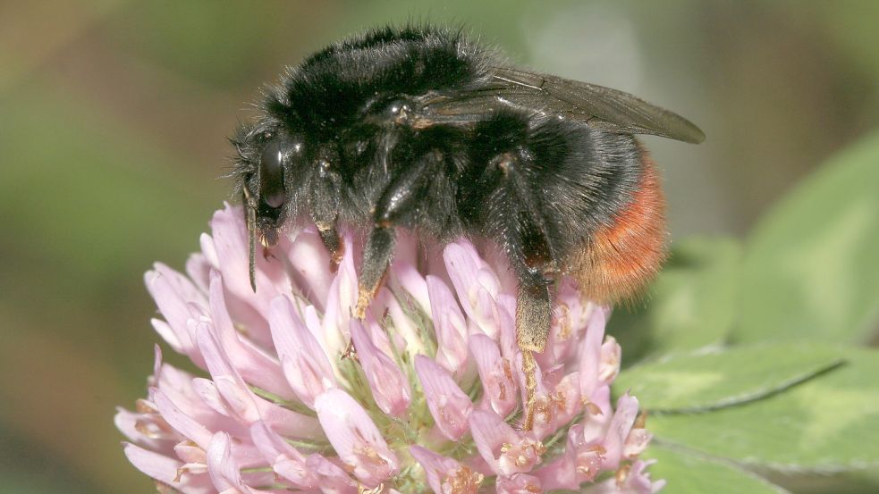 Rotklee gehört zu den häufigsten Wildkräutern in Ostfriesland. Hummel lieben seine nektarreichen Blüten. Foto: Helge May/Nabu