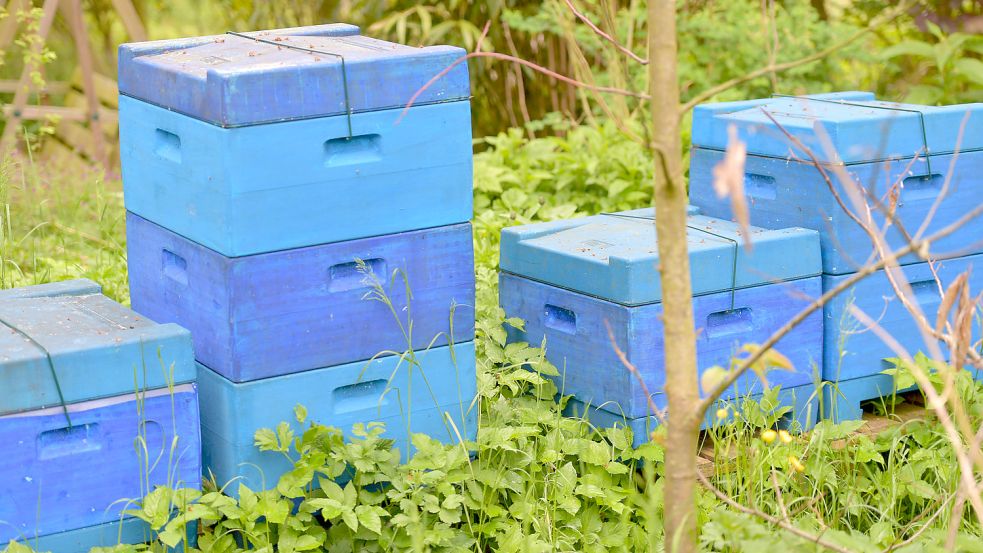 In diesen Boxen leben die Bienenvölker. Foto: Ortgies