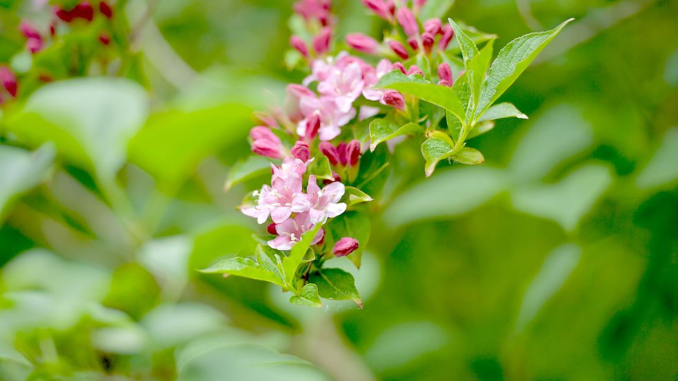 Im Garten von Marlene König-Smidt blüht eigentlich immer etwas. Foto: Ortgies