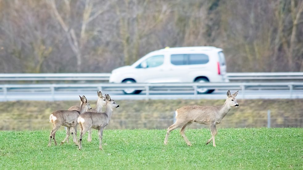 Wildtiere und Straßenverkehr, eine gefährliche Kombination für alle. Foto: Ewald Fröch/stock.adobe