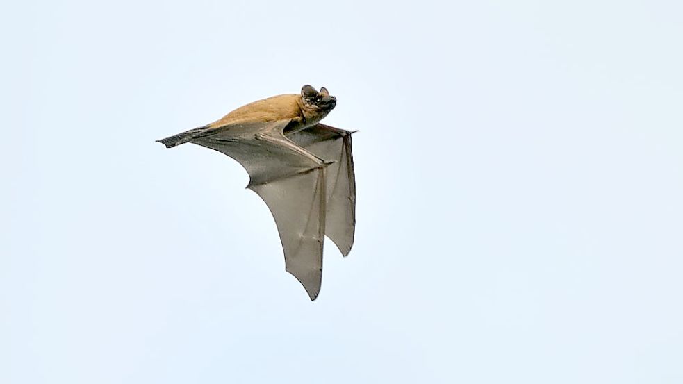 Fledermäuse wie dieser Große Abendsegler legen große Distanzen auf dem Weg zu ihren Jagdgebieten zurück. Foto: Larsen