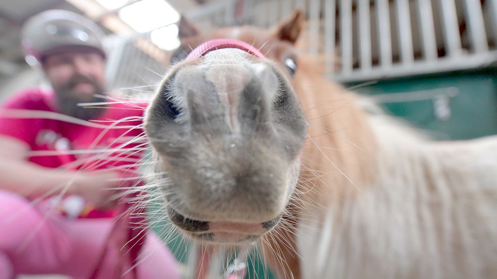 Kamerascheu ist das Pony nicht. Foto: Ortgies