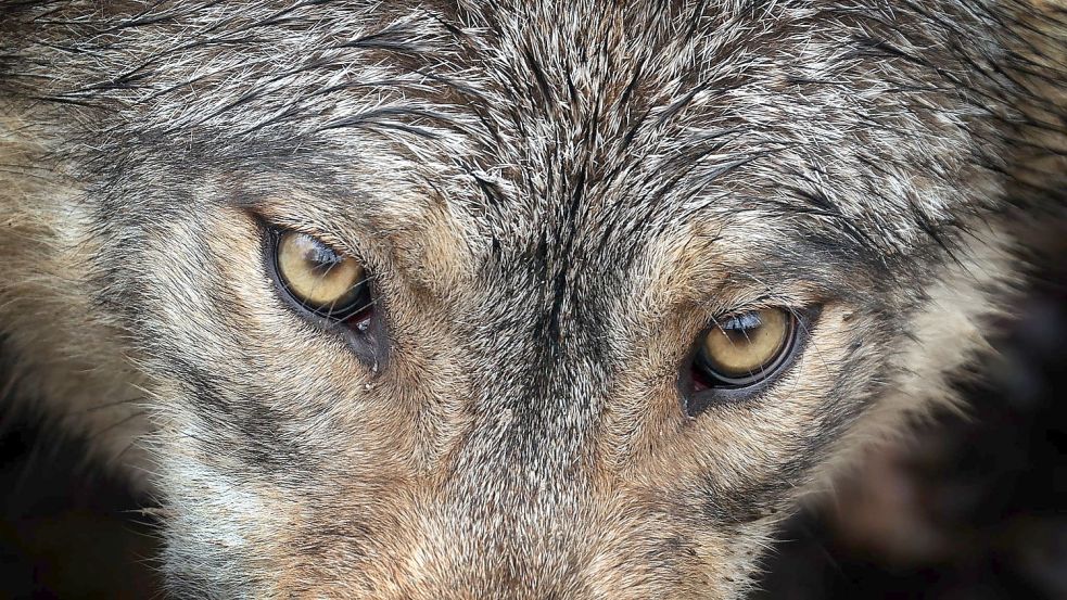 Der Wolf hat in Ostfriesland nichts zu suchen, meinen die Organisatoren der Kundgebung in Aurich. Foto: Hildenbrand/dpa