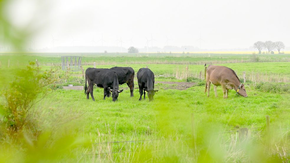 Ein paar Tiere zur Fleischproduktion werden Gerd Uken und seine Tochter noch behalten. Foto: Wagenaar