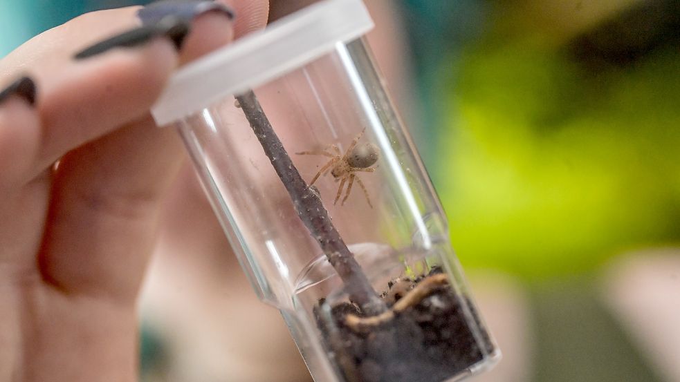 Wen haben wir denn da? Eine noch sehr junge Nosferatu-Spinne. Diese ist im Seelter Reptilienhuus geschlüpft. Foto: Ortgies