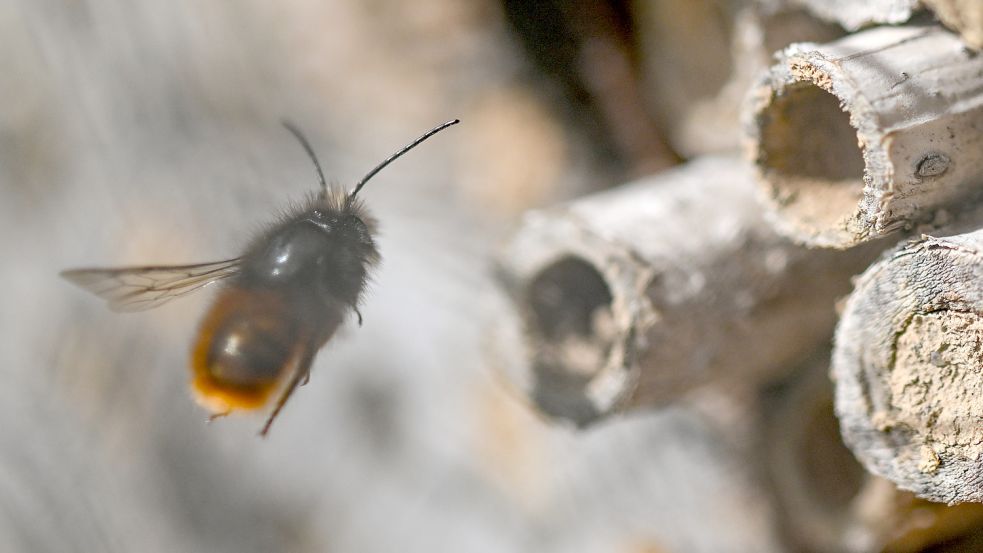 In diesen Röhren legen Wildbienen ihre Eier ab. Fotos: Archiv