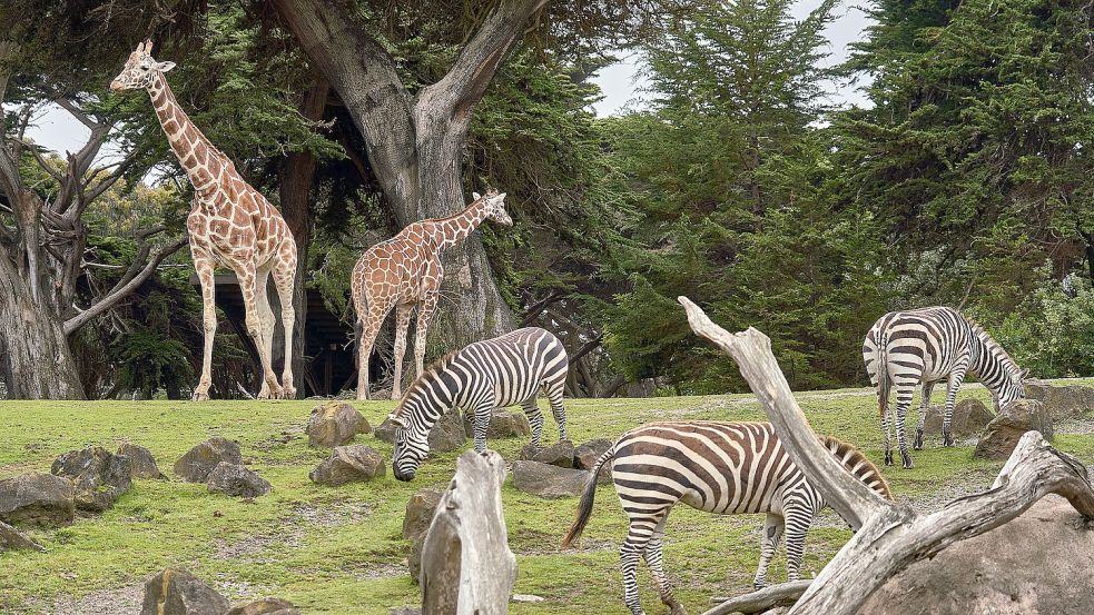 Statt verhaltensauffällige Tiere im Zoo zu beobachten, sollten Kinder lieber die Tierwelt der Umgebung erkunden, meint unser Autor. Foto: unsplash/Nikolay Tchaouchev