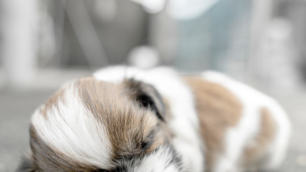 Zwei Shih-Tzu-Welpen sind alleine mit dem Zug durch Mecklenburg-Vorpommern gefahren - ein Schreck für das rauchende Herrchen. Foto: imago images/Wirestock