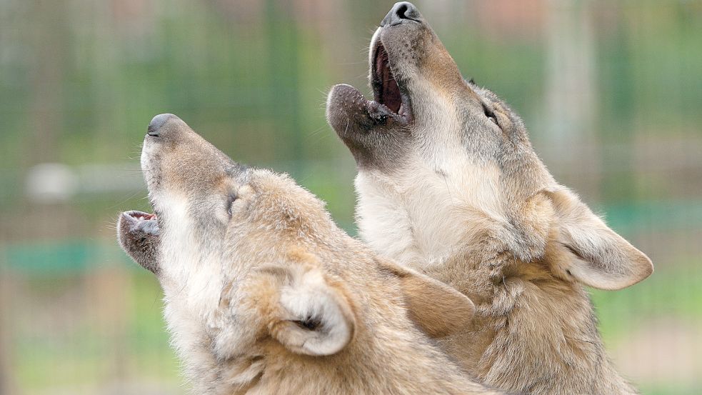 Mit den Wölfen heulen: Die verschiedenen Resolutionen zum Thema Wolf seien mehr als Säbelrasseln, sagen die Initiatoren. Symbolfoto: dpa