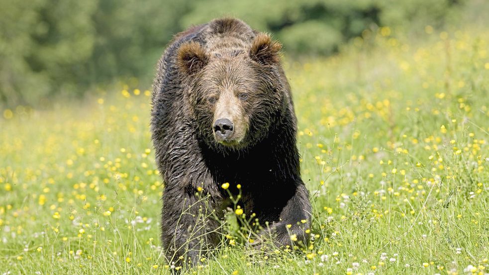 Im Hintersteiner Tal im Oberallgäu wurde ein Braunbär von einem Wanderer fotografiert. Foto: IMAGO Images/imagebroker//G. Lacz