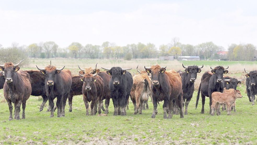 Anders als die Schwarzbunten sind Heckrinder wilde Tiere. Foto: Tatjana Gettkowski