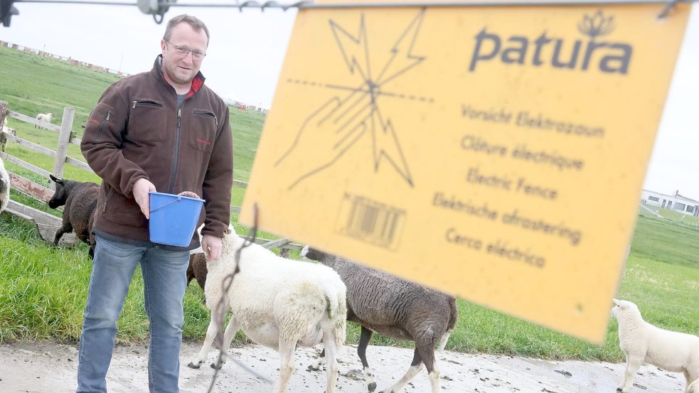 Seit fast drei Jahren setzt Deichschäfer Uwe Steffens auf einen wolfsabweisenden Stromzaun – und das mitten auf dem Deich. Foto: Hock