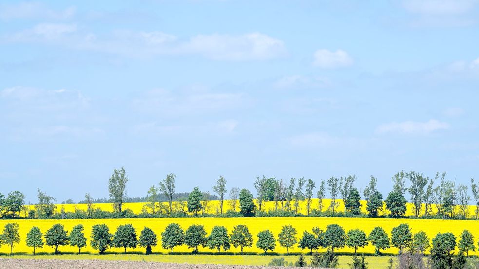 Raps blüht auf einem Feld in Sachsen: Frühsommerliches Wetter stimmt auf das bevorstehende Pfingstfest ein. Foto: Hendrik Schmidt/dpa