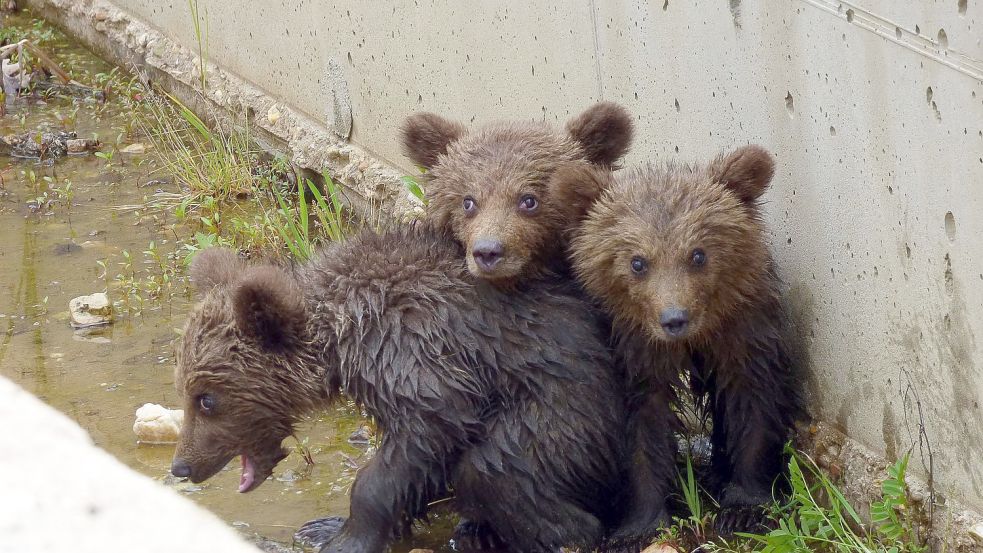 Die drei kleinen Bären vor ihrer Rettung aus dem Kanal. Foto: -/Arcturos/dpa