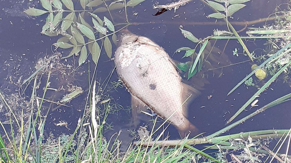 Einer der toten Fische, die jetzt von einem Leser entdeckt worden sind. Fotos: privat