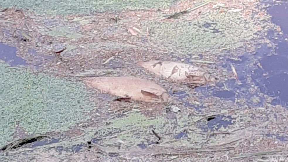 Die Tiere sind laut Fischereiverein eines natürlichen Todes gestorben.
