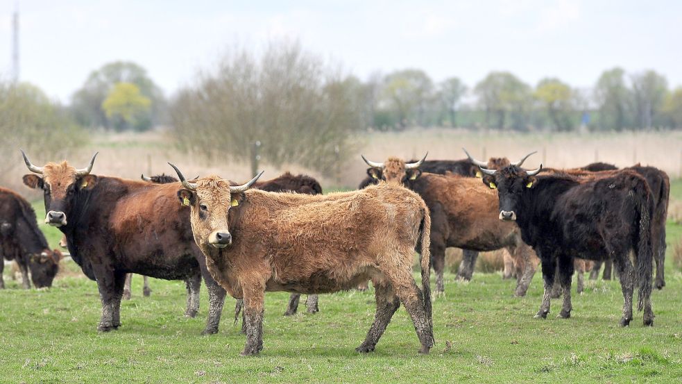 Den Anblick können Tierfreunde in Leer nicht mehr lange genießen. Bis zum Winter soll der Nabu die Heckrindbeweidung auf den Flächen in Leer einstellen. Foto: Gettkowski