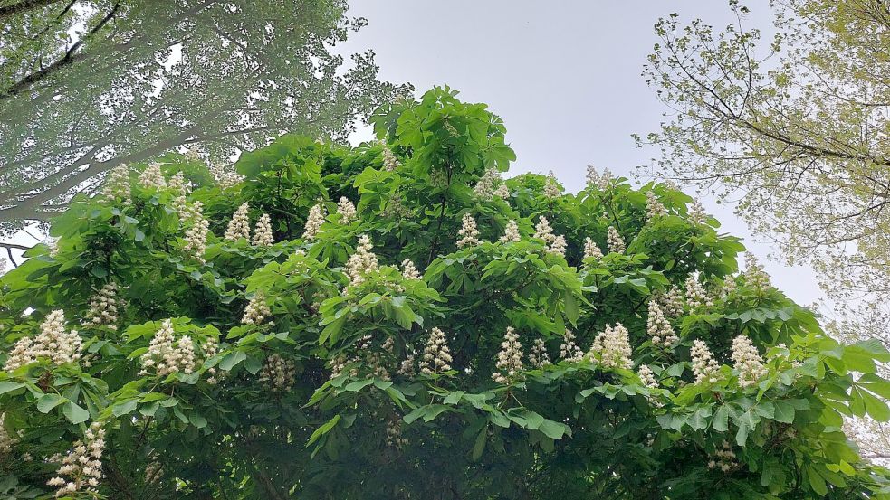 Rosskastanienbäume können bis zu 30 Meter groß werden und ein opulentes Blätterdach ausbilden. Foto: Hanssen