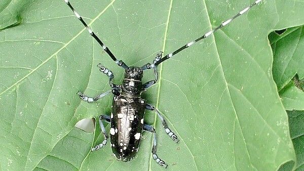 Der Asiatische Laubholzbockkäfer breitet sich auch in Deutschland aus. Foto: Bayerische Landesanstalt für Landwirtschaft