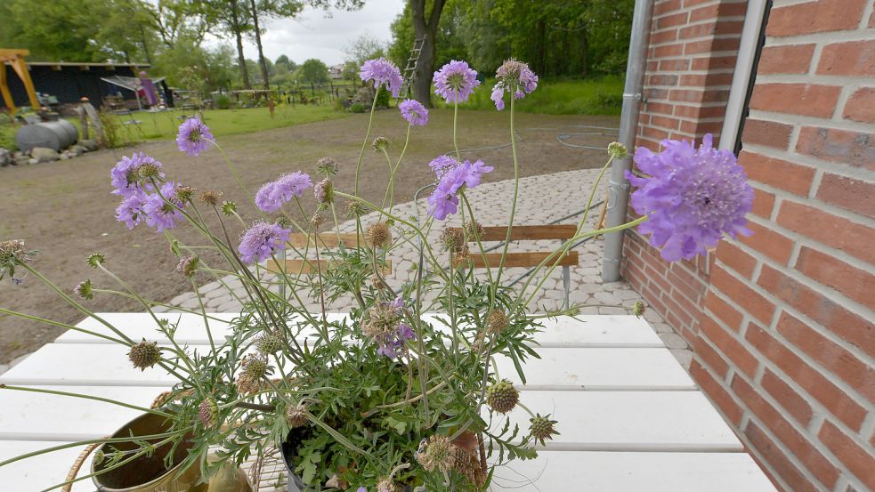 Lisa-Marie Fricke wünscht sich einen natürlichen Garten mit bienenfreundlichen Blumen, hier eine Skabiose. Foto: Ortgies