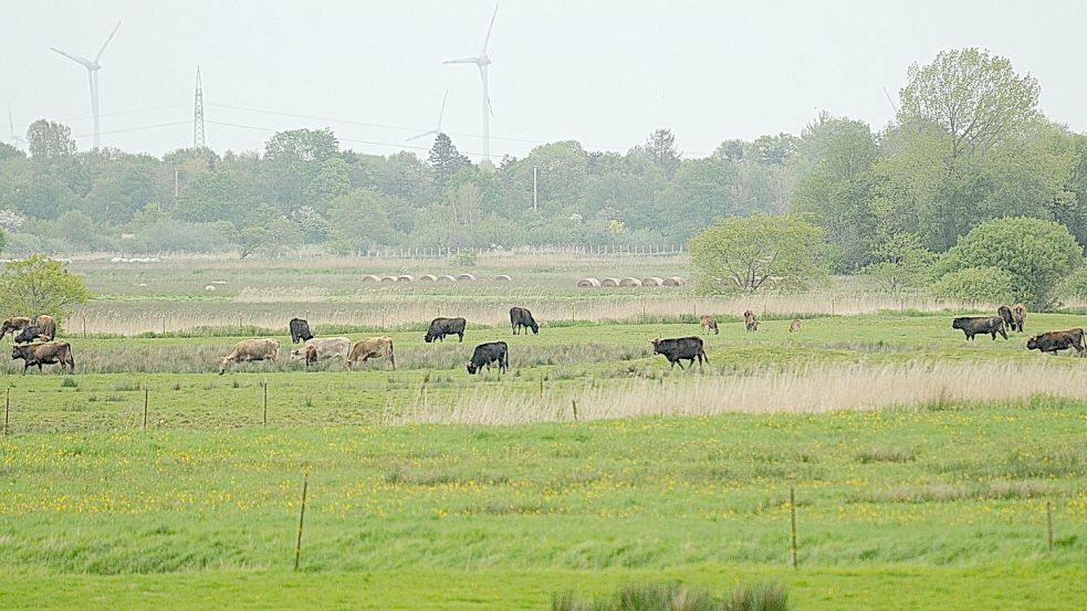 Der Nabu möchte das Beweidungsprojekt Thedingaer Vorwerk gerne „mit ruhigeren Tieren“ fortsetzen. Der Landkreis prüft derzeit nach eigenen Angaben, ob auf bestimmten Flächen und unter bestimmten Bedingungen alternativ zu den Heckrindern Konik-Pferde gehalten werden könnten, wie in Coldam und im Hessepark Weener. Foto: Wolters