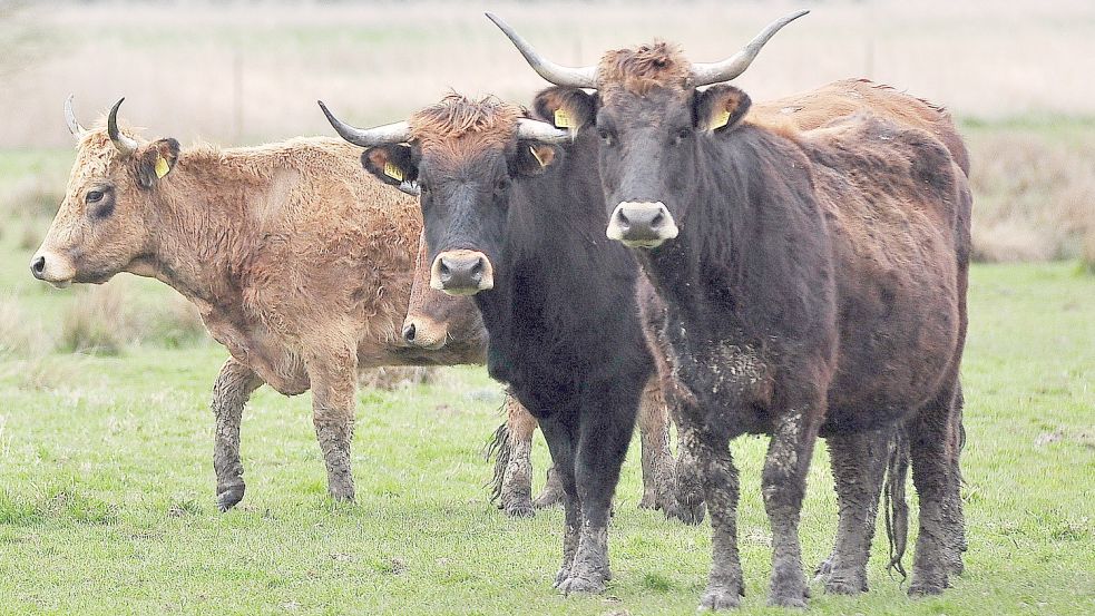 Weidende Heckrinder in Leer: Dieser Anblick soll nach Vorstellung des Landkreises bald der Vergangenheit angehören. Das Weideprojekt des Nabu soll zum Jahresende beendet werden. Foto: Gettkowski