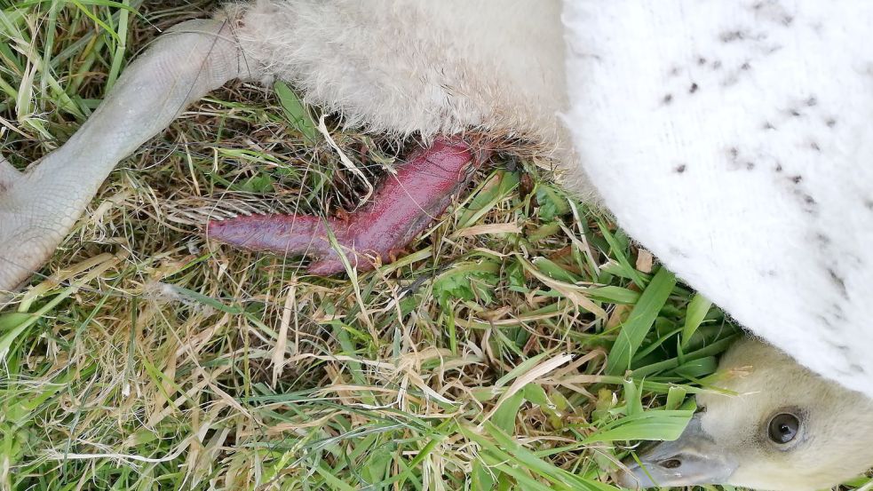 Das schlimmer verletzte Gänseküken war in keinem guten Zustand. Foto: Dams-Ostendorp