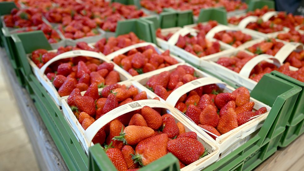 In einem Online-Appell der deutschen Petitionsplattform Campact.de werden Supermarktketten wie Edeka, Rewe, Lidl und Aldi aufgefordert, den Verkauf von Erdbeeren aus Südspanien zu stoppen, um Druck auf die andalusische Regierung auszuüben. Foto: dpa/Federico Gambarini