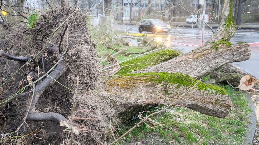 Die Klima-Krise dürfte auch zu mehr Stürmen führen: Hier sind Auswirkungen des Orkantiefs Zeynep im Februar vergangenen Jahres in Niedersachsen zu sehen. Foto: Stratenschulte/DPA