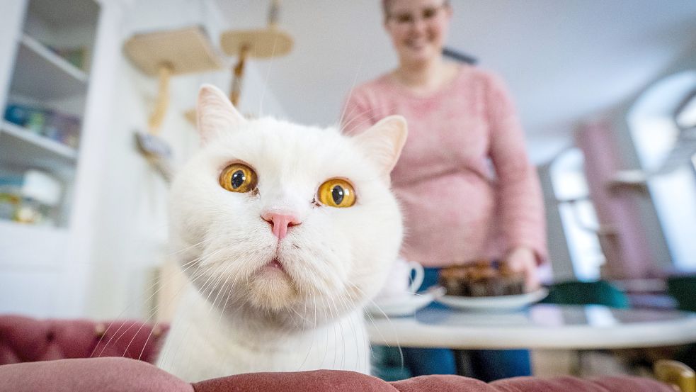 Katzen machen immer eine gute Figur - zum Beispiel im ersten Katzencafé in Chemnitz. Foto: dpa-Zentralbild