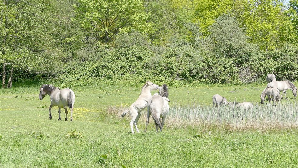 Auch Konik-Fohlen, wie hier im Hessepark in Weener, sollen auf der Weide Thedingaer Vorwerk umgekommen sein. Foto: Gettkowski