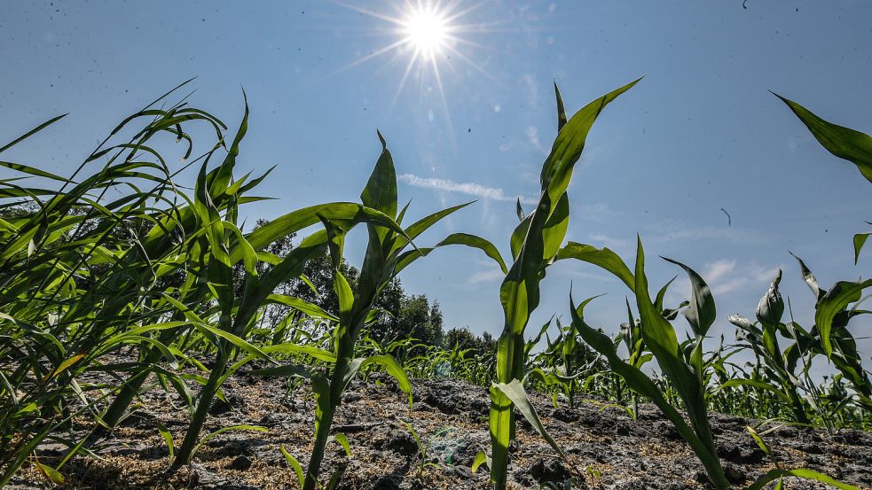 Lange können vor allem die jungen Maispflanzen Ostfrieslands auf den Sandböden nicht mehr auf Regen verzichten. Foto: Ortgies