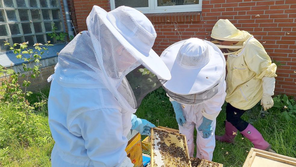 Die Schülerinnen der siebten Klasse schauen sich die Bienen ganz genau an.