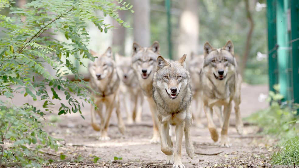 Immer mehr Wölfe kommen nach Niedersachsen und damit auch nach Ostfriesland. Symbolfoto: www.wolfcenter.de/dpa