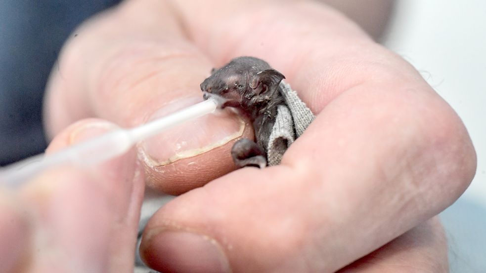 Die Fledermaus ist so winzig, dass Theodor Poppen beim Füttern fast aufpassen muss, das Tier nicht zu zerdrücken. Fotos: Ortgies
