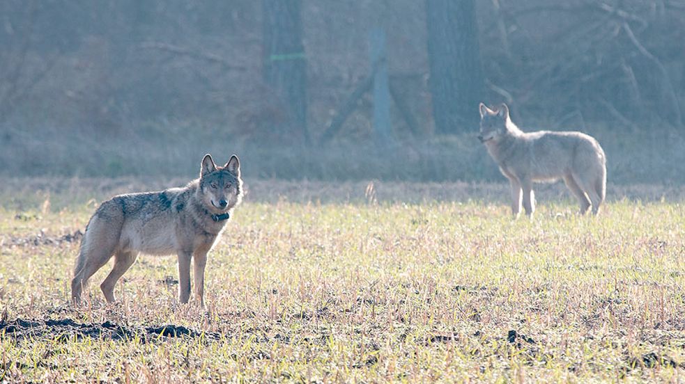 Problemwolf Kurti wurde 2016 als erster Wolf offiziell geschossen, weil er die Distanz zu Menschen nicht einhielt. Wenn es nach den Auricher Kreispolitikern geht, sollen ihm noch viele folgen. Foto: Konstantin Knorr/dpa